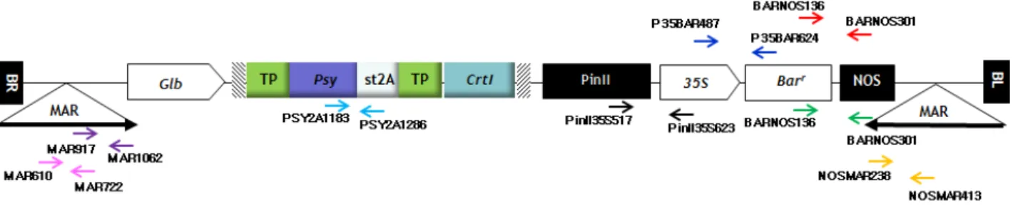 Fig. 4. PCR primer region in plant expression vector used for analyzing the DNA persistence.