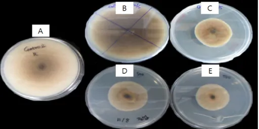 Fig. 1. Growth of Rhizotonia solani in PDA after 10 days at 25°C in presence of CFS from Lactobacillus plantarum SJ21  fermentation in MRS broth : (A) PDA, (B) PDA + 5% MRS broth (v/v), (C) PDA + 5% CFS (v/v), (D) PDA + PLA(Sigma, 500  ppm), (E) PDA + PLA(
