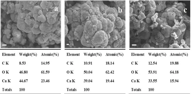 Fig. 4. Scanning Electron Microscope (SEM) and Energy Dispersive Spectrometer (EDS) analytical results of precipitated CaCO 3  by  Sporosarcina sp