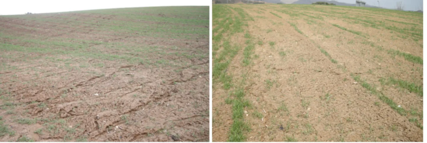 Fig. 1. Soil surface covered in initial stage of rye growth with the conventional seeding.태의 경작지 대비 강우로 인한 토양 유실량 저감 효과가 매우 높은 것으로 평가되었다 (Jung et al., 1985)