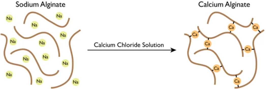 Fig. 1. Schematic diagram of Cross-linking process (Science &amp; Food, 2013).