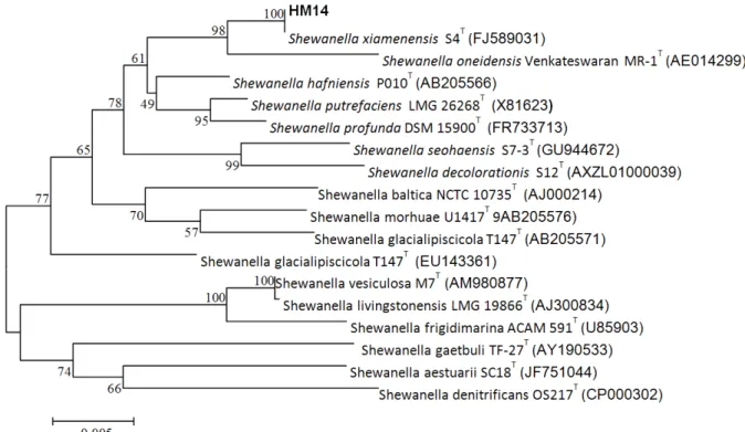 Fig. 1. Phylogenetic tree based on 16S rRNA gene sequences, showing the position of isolated metal solubilizing bacterial strain  (HM14) with respect to related species
