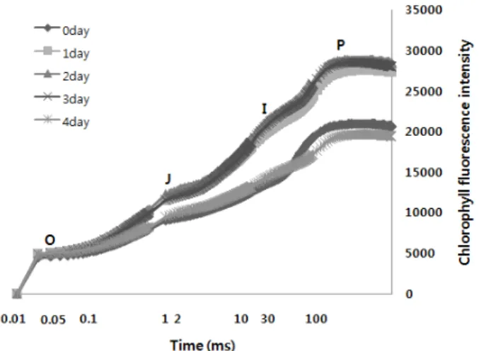 Fig. 1. The Chlorophyll a fluorescence transient (OJIP) of red  pepper under control and 4 days after Drought stress.