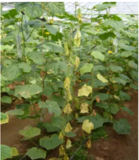 Fig. 1. Injury symptom of cucumber occurred at low soil  pH.