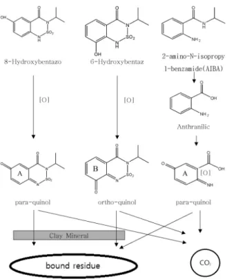 Fig. 3. Proposed model of transformation of bentazon and  its metabolites in soil. The width of the arrows indicates  the relative quantitative importance of the respective reaction path ( Knauber et al., 2000).