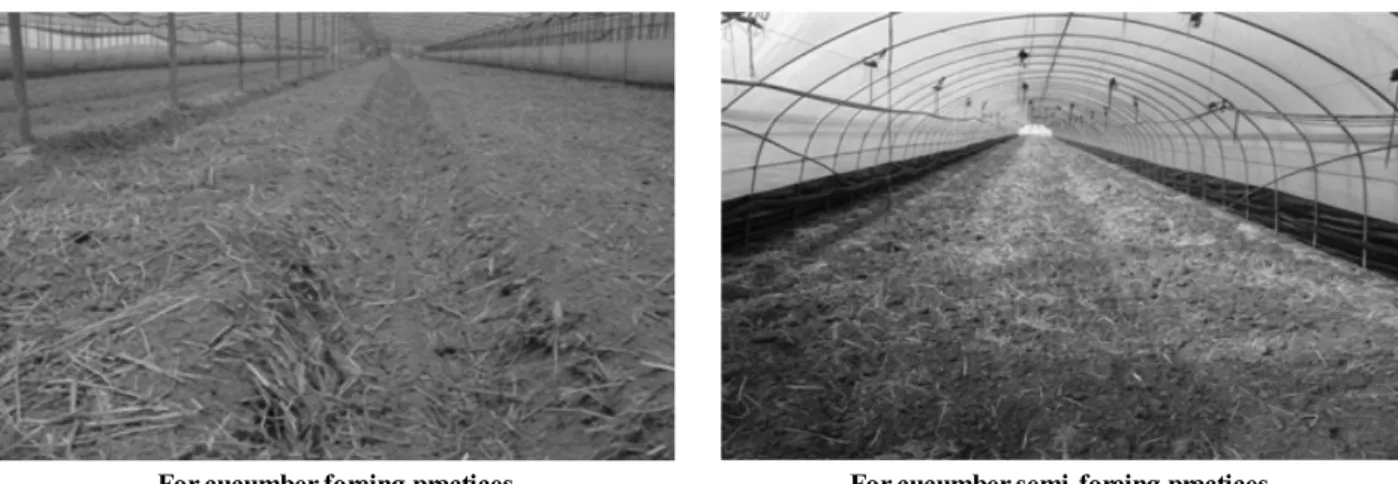 Fig. 2. Rice straw could be utilized in cucumber cultivation with various benefits.