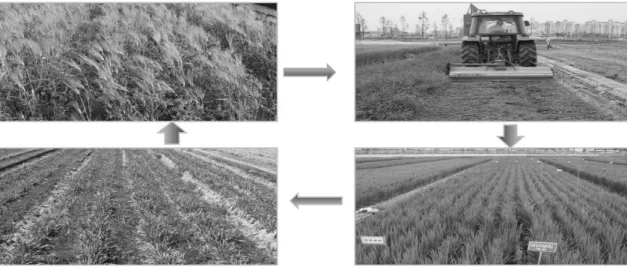 Fig. 1.  Rice-green manure crop cropping process in paddy field.
