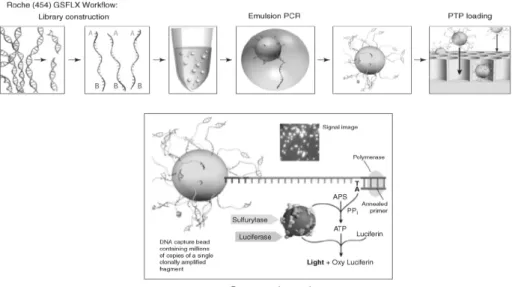 Fig. 1. 454 Workflow: library construction ligates 454-specific adapters to DNA fragments and couples amplification beads  with DNA in an emulsion PCR to amplify fragments before sequencing