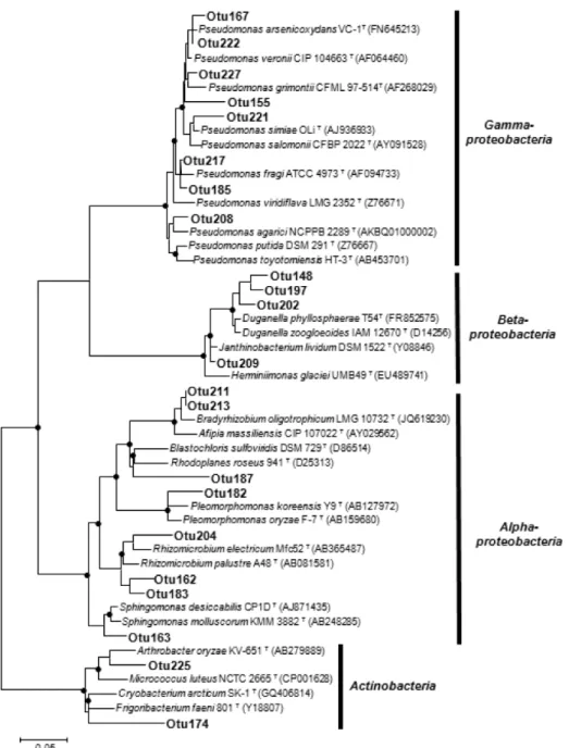 Fig. 4. Phylogenetic tree of 22 representative endophytic bacterial OTUs which were shared between two rice roots cultivated  from fertilized (APK) and non-fertilized (NF) soils