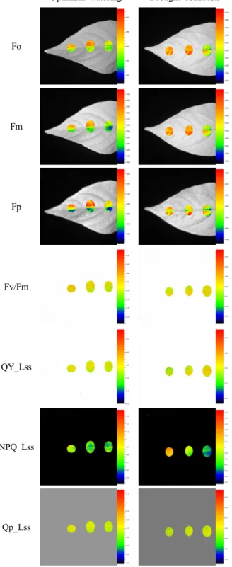 Fig. 2. Spatial distribution of Chlorophyll fluorescence  parameters in the leaves of red pepper grown under different  water conditions.