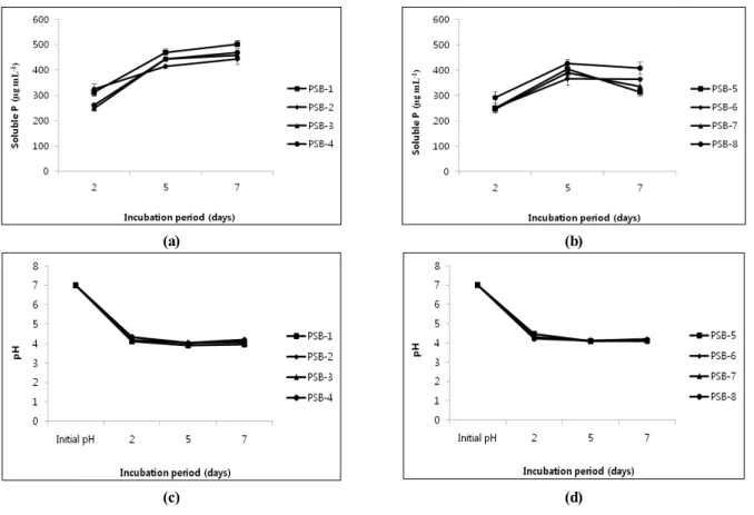 Fig. 1. Insoluble Ca Phosphate solubilization (µg mL -1  of filtrate) of isolated phosphate solubilizing bacterial strains (a) and (b),  Changes of pH in Ca phosphate medium containing phosphate solubilizing bacterial strains (c) and (d).