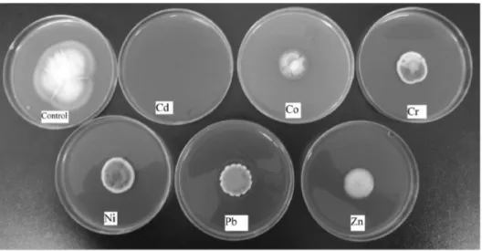 Fig. 2. Tolerance index of 1mM of different heavy metals on the growth of  Penicillium notatum KNU1 as a resistant fungal  strains.