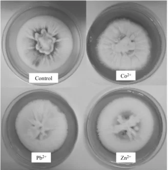 Fig. 3. The tolerance index of 1 mM of  different heavy  metals, Co +2  and Pb +2  decrease the growth slightly of  P