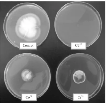 Fig. 5. The tolerance index of 1mM of different heavy metals  on the growth of  P. glabrum  KNU5 Cd +2 , Co +2 , and Cr +3 decline the growth rate in comparing to control plate.