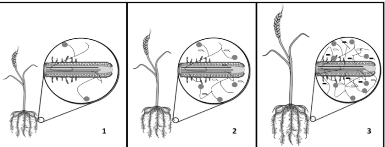 Fig. 3. Plant response to microbial inoculation. 1. Plant inoculated with AMF alone. 2