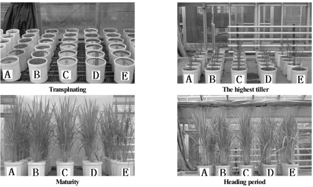 Fig. 1. Variation of plant length in rice plant under different  Ge concentrations by foliar spray application