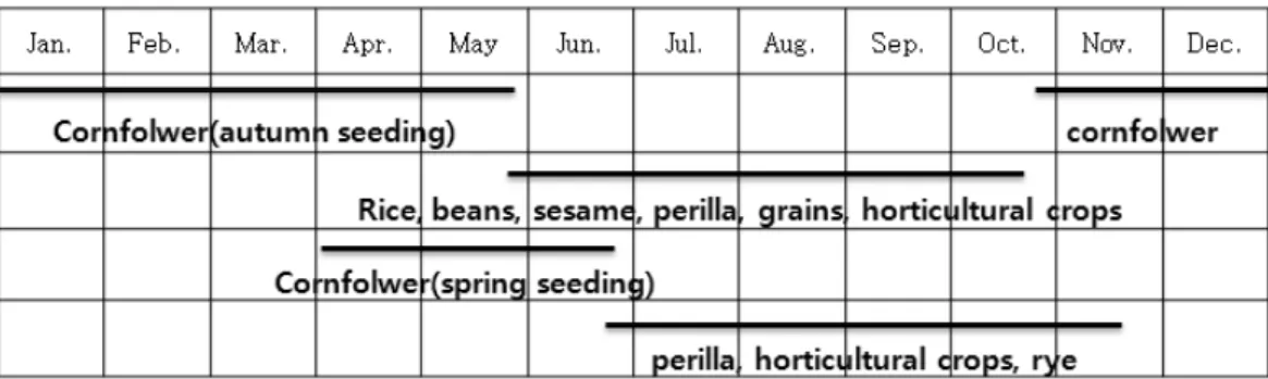 Fig. 4. The cropping system of cornflower and other crops. 적으로 발아하여 생육한다 (http;//www.naver.com.)