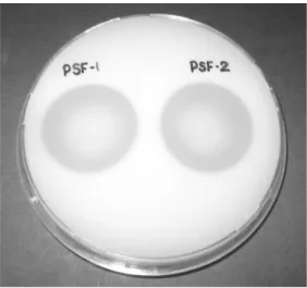 Fig. 1. Halo zone produced by Aspergillus awamori bxq33110 on agar plates due to Phosphorus solubilization.
