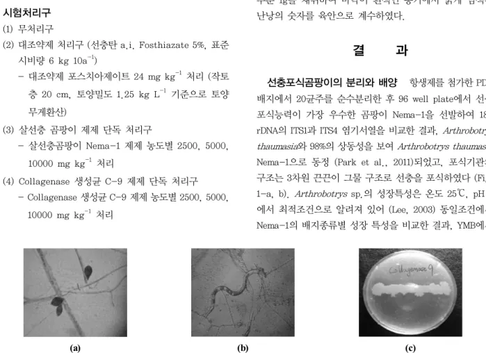 Fig. 1. Morphological characterization of Arthrobotrys thaumasia Nema-1 (a), nematode trapping by hypha of Nema-1  (b), hydrolysis activity of collagen by Bacillus subtilis C-9 (c).