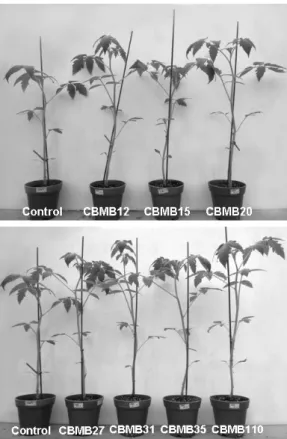 Fig. 2. Comparison of effect of inoculation with  Methylobacterium strains on seedling development of  tomato under greenhouse condition.