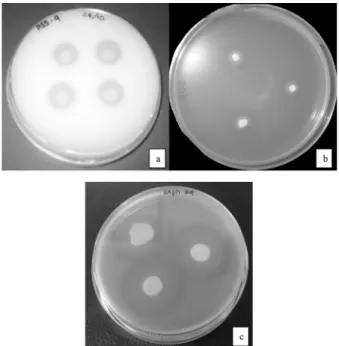 Fig. 1. Halos were produced by tested bacteria on agar  plates due to (a) Phosphorus solubilization (b) Siderophore  production (c) Protease activity.