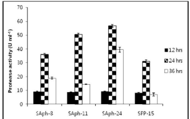 Fig. 3. Siderophore production of isolated phosphorus  solubilizing bacterial strains