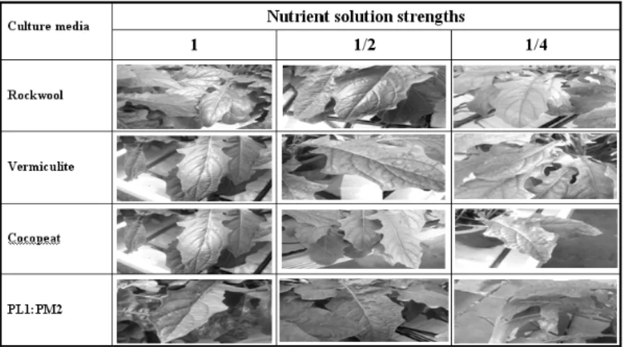 Fig. 3. Nutritional deficiencies of leaf according to nutrient solution strength and media.
