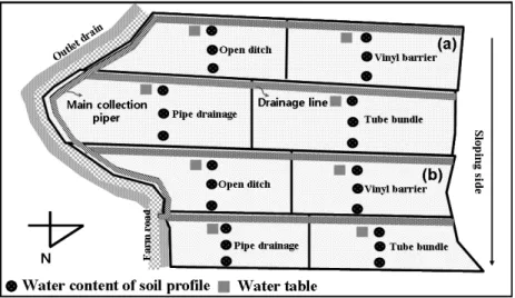Fig. 2. Monitoring positions of soil water content and water table level at experimental field: (a) poorly drained field; 