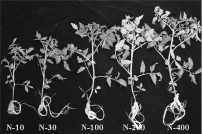 Fig. 1. Timely changes in tomato shoot weight subject to  different nitrate levels. The nitrate was separately supplied  with 10, 30, 100 (2.5 mM NO 3 ), 200 and 400 % based on  the Hoagland nutrient N