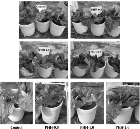 Table 8. Characteristics of nutrients content in lettuce.