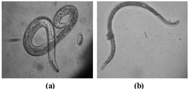 Fig. 1. Observation of Meloidogyne incognita by optical  microscope (a) ×400 and (b) ×160.