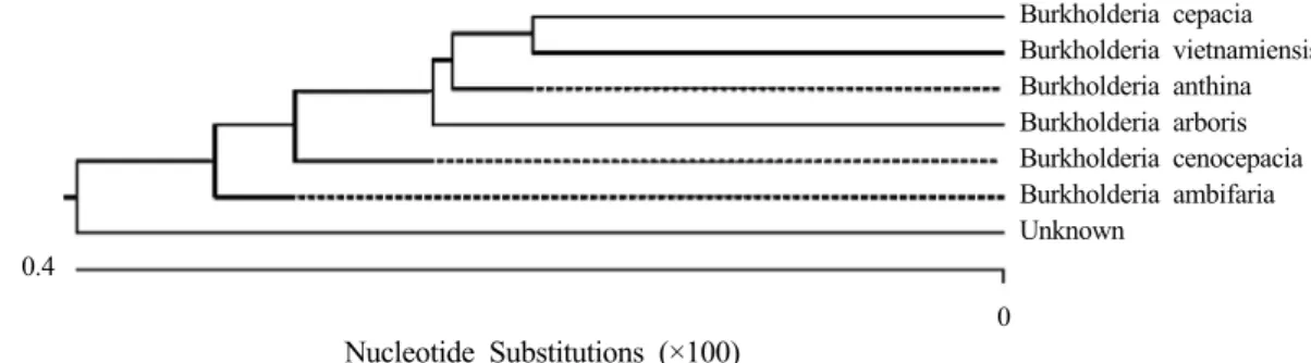 Fig. 1. Clear zones of phosphate solubilization around  colonies of Burkholderia sp. on agar medium containing  0.4% HY at 28℃  after 3-days incubation.