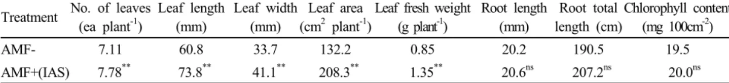 Fig. 2. Leaf numbers of AMF+ and AMF- lettuce plants  at 6 weeks after sowing (Means were presented