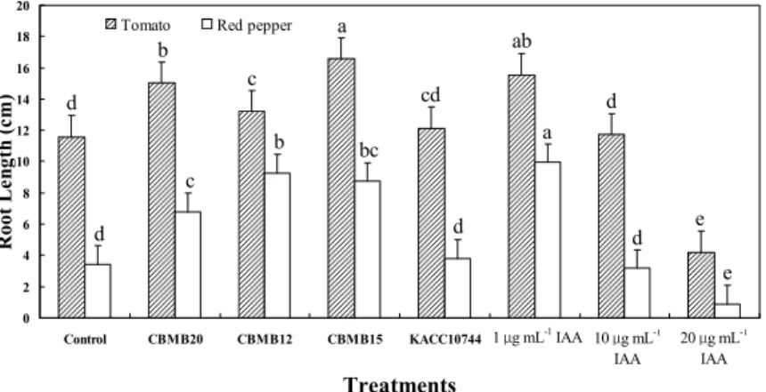 Fig. 1. Effect of Methylobacterium spp. and exogenous IAA application on root growth of tomato and red pepper under gnotobiotic condition.