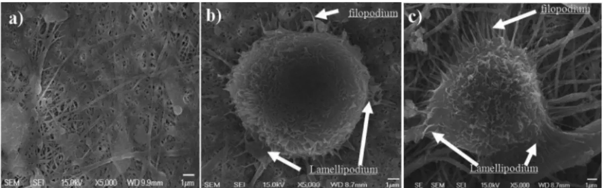 Fig. 6. SEM morphology of fibroblast cells attachment for 1 hour cultured (a) cross-linked chitosan fibrous membrane; (b) crosslinked chitosan membrane treated by glycine; (c) crosslinked chitosan membrane treated by glycerin and washed by NaOH (c).