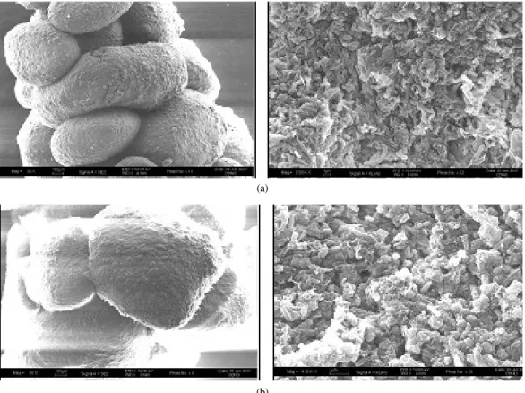 Fig. 7. SEM analysis of granular sludge acclimated in USB reactors feed with acetate(a) and glucose(b) as a sole carbon source.