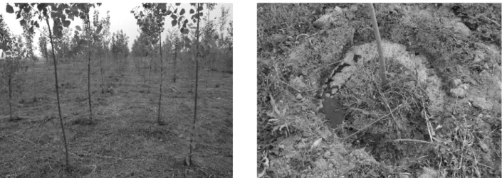 Fig. 1. Test plantation established for this study(Left), treatment of SCBLF(Right).