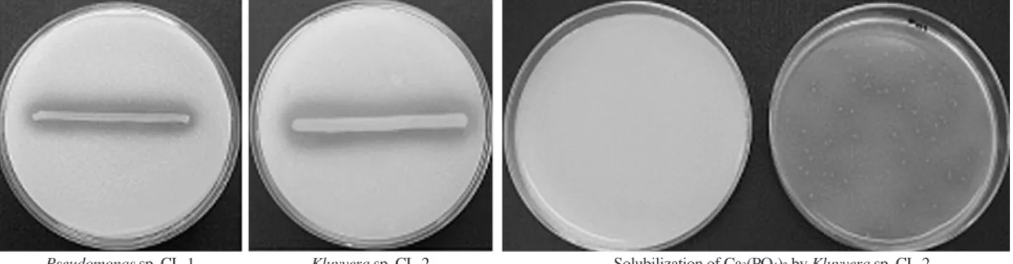 Fig. 1. Solubilization of insoluble phosphate by Pseudomonas sp. CL-1 and Kluyvera sp