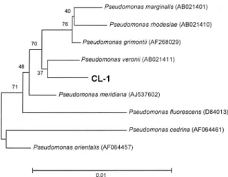 Fig. 3. Phylogenetic tree of CL-2 based on 16S rRNA sequence similarity. Branching values determined using 1000 bootstraps