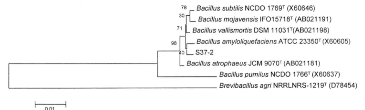 Fig. 2. Phylogenetic tree of S37-2 based on 16S rRNA sequence similarity. Branching values determined using 1000 bootstraps