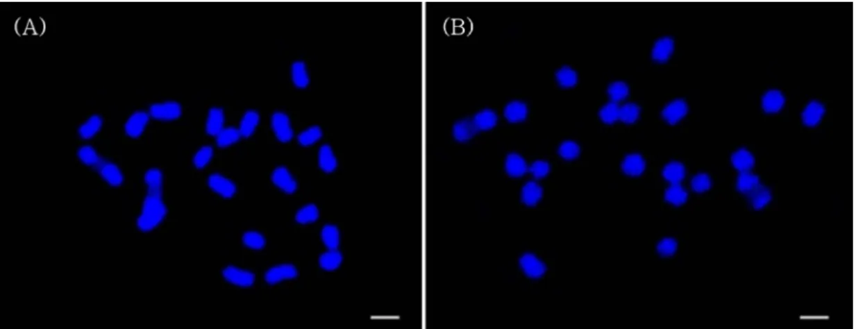 Fig.  1. DAPI staining on somatic metaphase chromosomes. (A) C. wilfordii (2n = 22) and (B) C