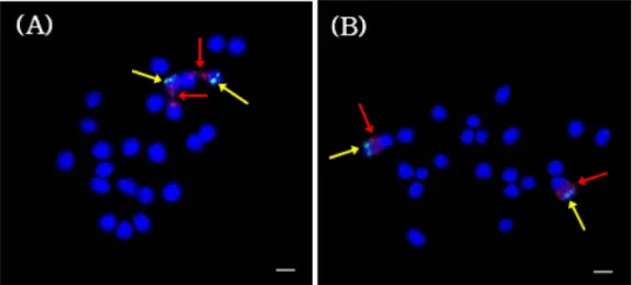 Fig. 2. Fluorescence in situ hybridization patterns on mitotic metaphase chromosomes. (A)  C