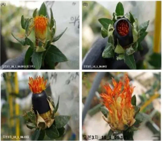 Fig.  3. Procedure of artificial cross in safflower mother parent. (A); emasculation, (B); floret protecting cap, (C); fertilization, (D); fruiting.