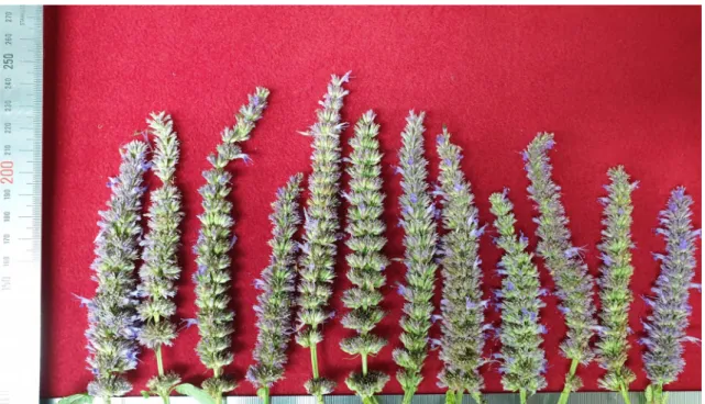 Table 1. Morphological differences of four Lamiaceae plants.