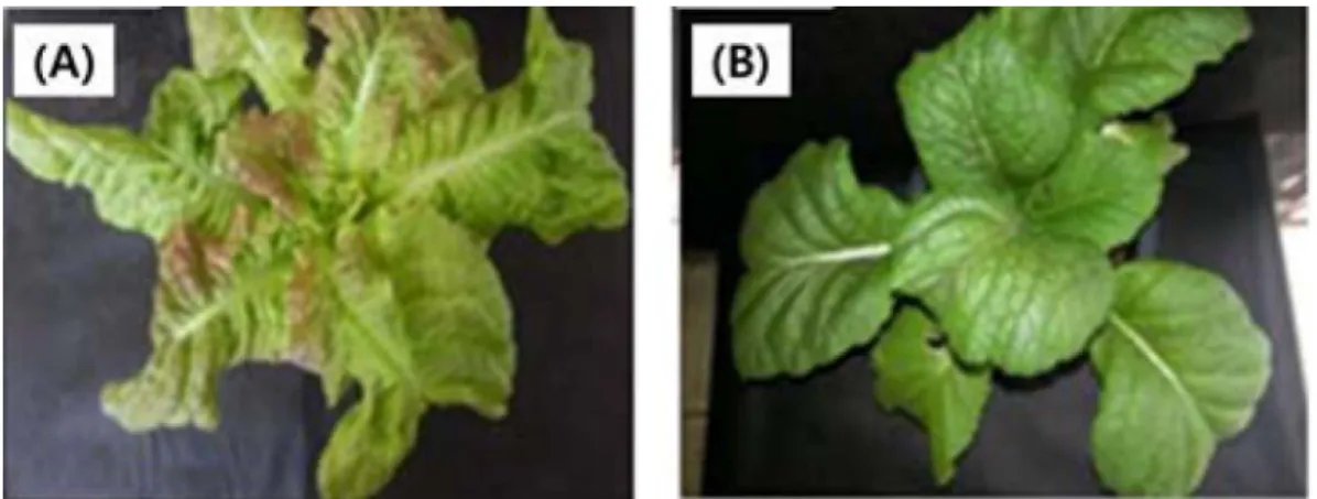 Fig. 1. Growth characteristics of L. sativa (A) and B. juncea (B). These plants showed growth difference according to treat with P.