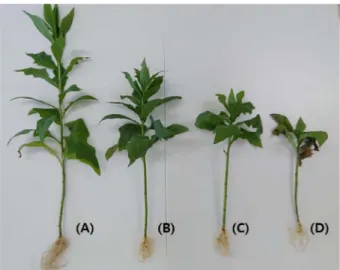 Fig. 1. Comparison of C. sonchifolius grown under different NaCl concentration after 6 weeks cultivation