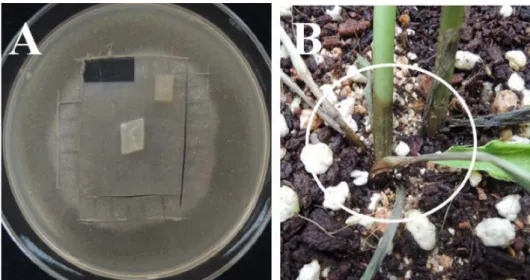 Fig. 4. Plant browning symptom in soil surface by mycelial agar plug inoculation in A