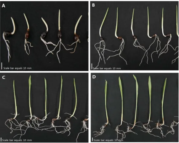 Table 1. Growth characteristics of adlay sprouts during germination.