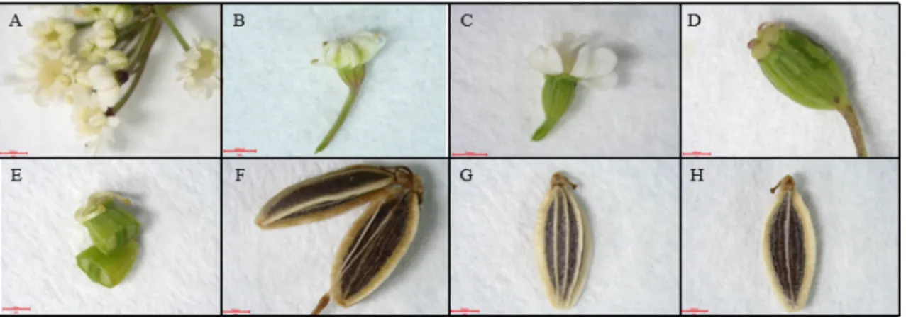 Table 1. Germination rate and early growth characteristics according to specific gravity of Angelica acutiloba Kitagawa.