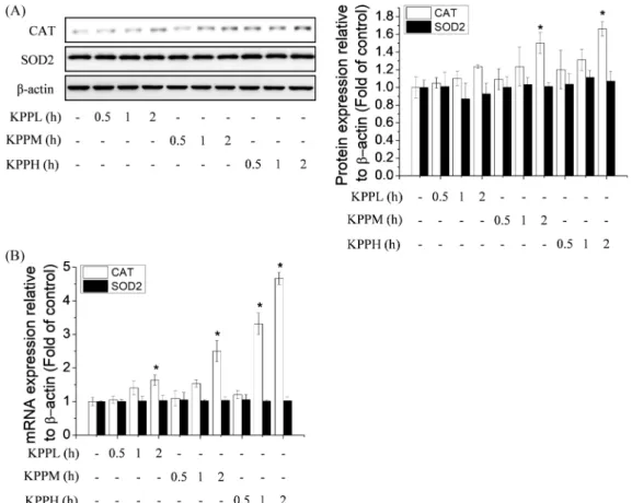 Fig. 3. Effects of Kojongsi persimmon peel extracts prepared by treatment at different extracting conditions on antioxidant enzyme expression in endothelial cells